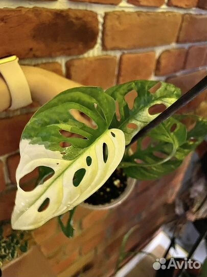 Монстера адансона вариегатная