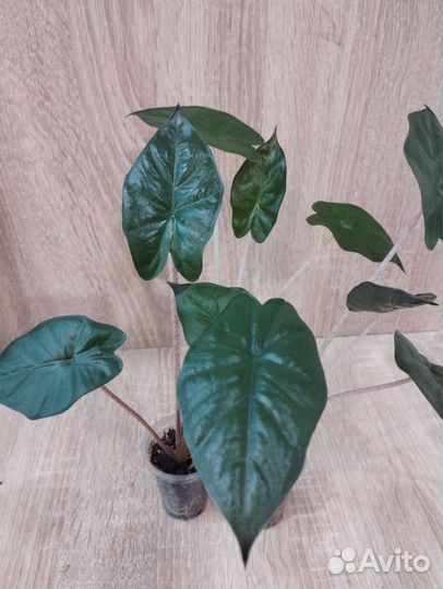 Алоказия Принцесса Юкатан