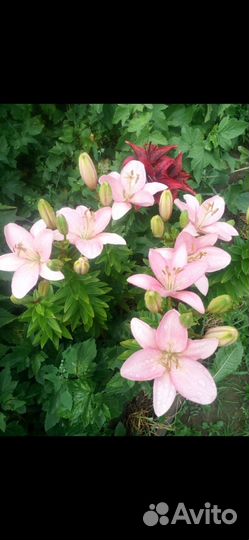 Лилии луковицы