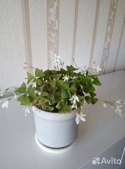 Комнатные цветы мадам ботерфляй