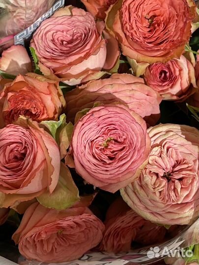 Роза кустовая