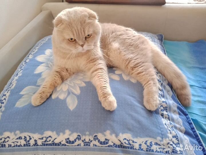 Ищем даму сердца