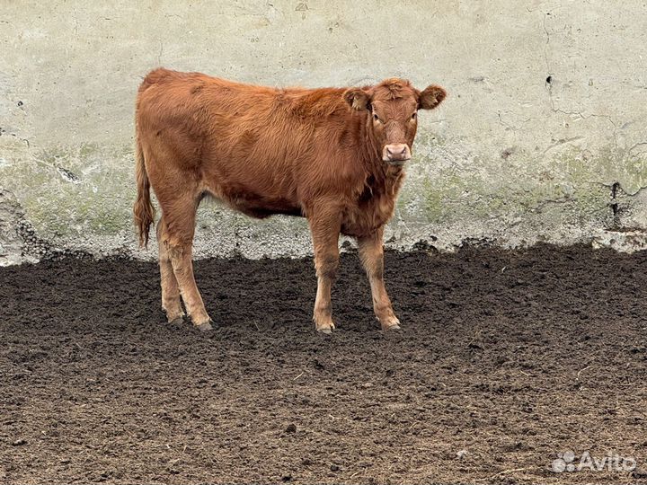 Телки лимузин