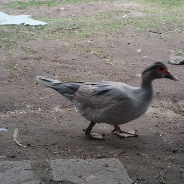 Семья мускусных уток 9шт