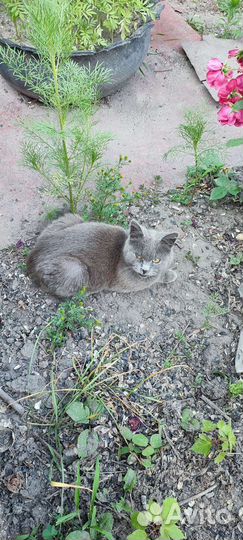 Кошки в добрые руки