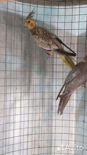 Попугай карелла