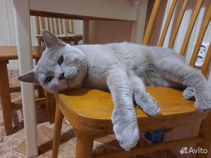 Вязка Британский кот