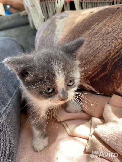 Шотландская вислоухая