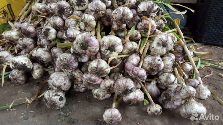 Чеснок 10 сортов озимый сортовой