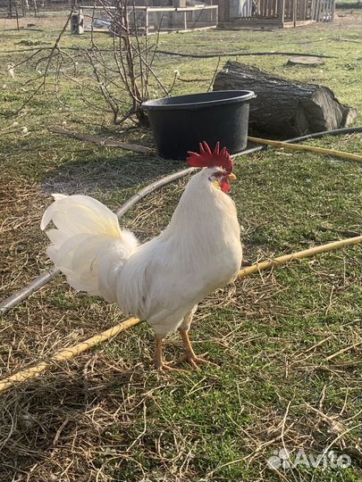 Петух леггорн