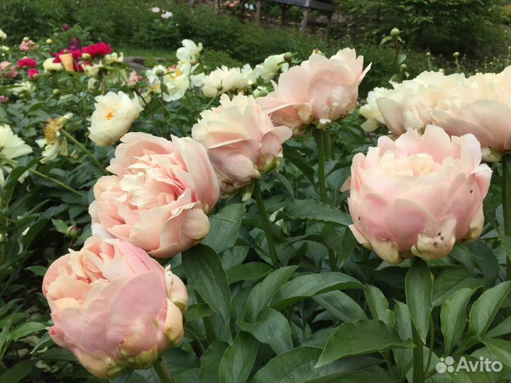 Корни.пион.саженцы.делянки