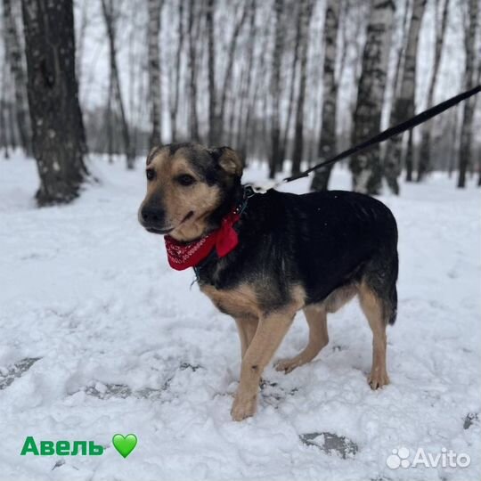 Ласковый Авель из приюта