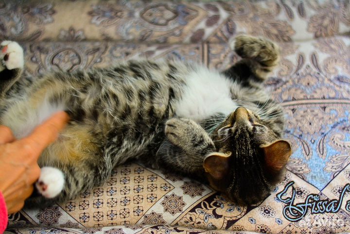 Котята мальчики 3,5 месяца