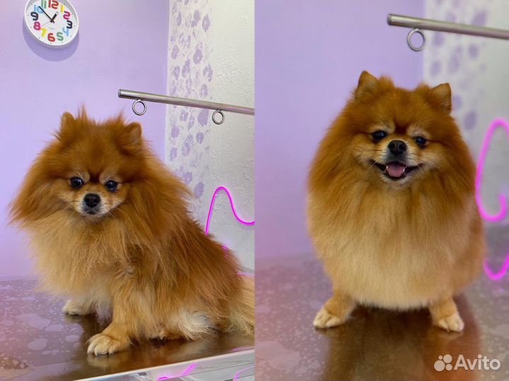 Грумер стрижка собак зоосалон