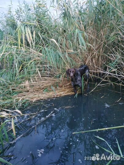 Вязка Курцхаар