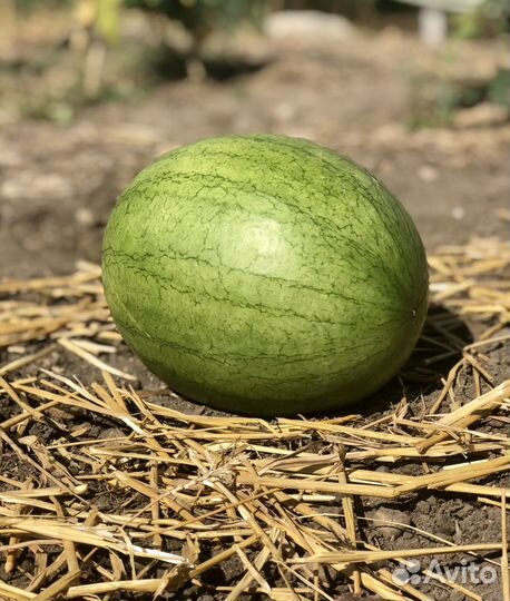 Семена порционного Арбуза Колибри F1