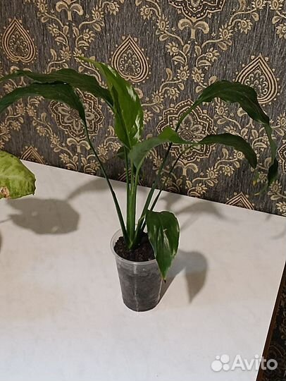 Комнатные цветы обмен