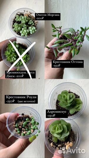 Суккуленты почтой