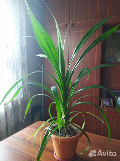 Пальма Панданус