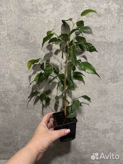 Бенджамина фикус
