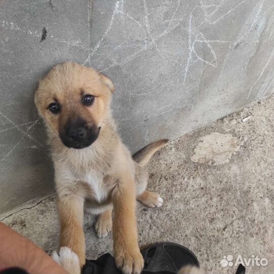 Собака в добрые руки отдам бесплатно