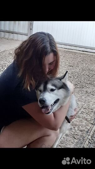 Передержка для собак и кошек