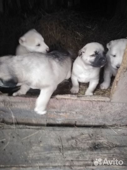 Продам щенков алабая