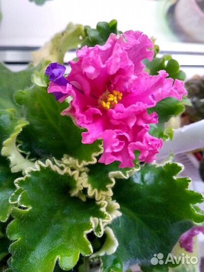 Фиалки (Сенполии)