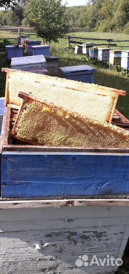 Пчелосемьи