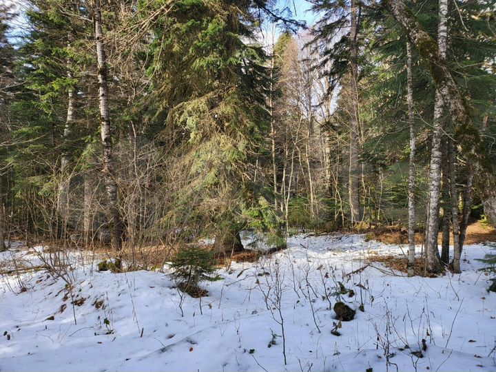 Участок 29 сот. (СНТ, ДНП)