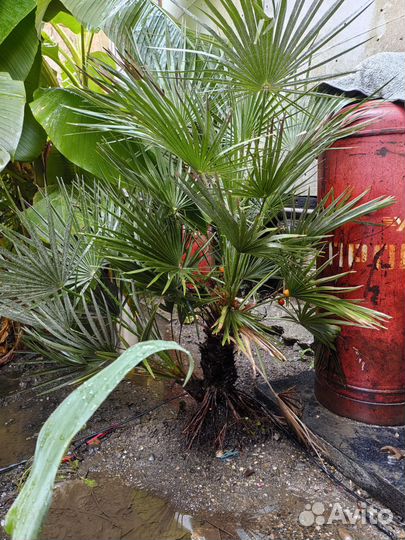 Пальма Хамеропс