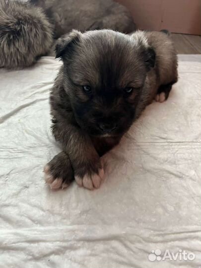 Собака щенки