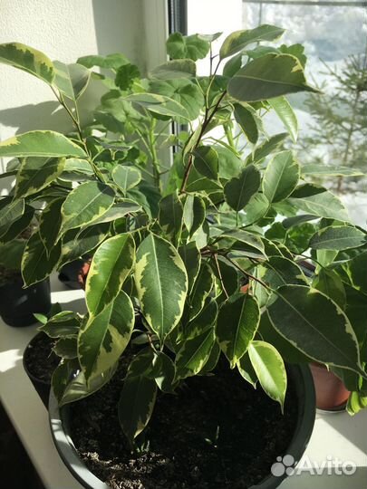 Фикус бенджамина