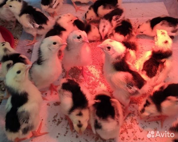 Цыплята породы Леггорн Далматинец