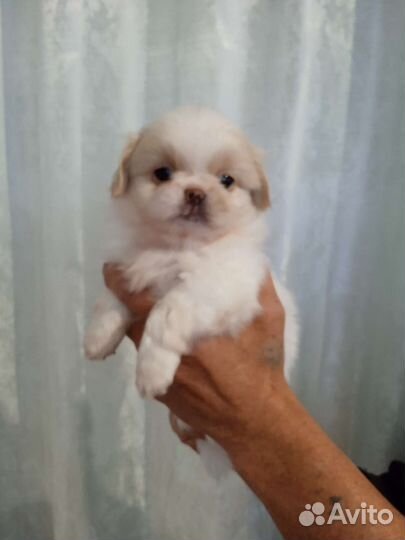 Щенки пекинеса