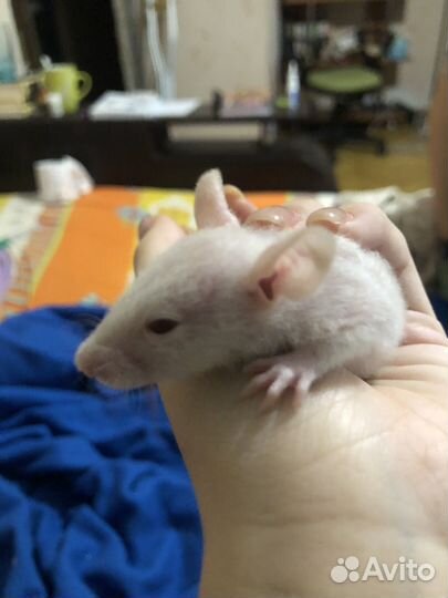 Крысы дамбо