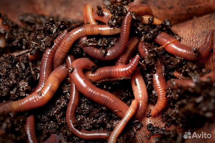 Черви наживкана рыбалку