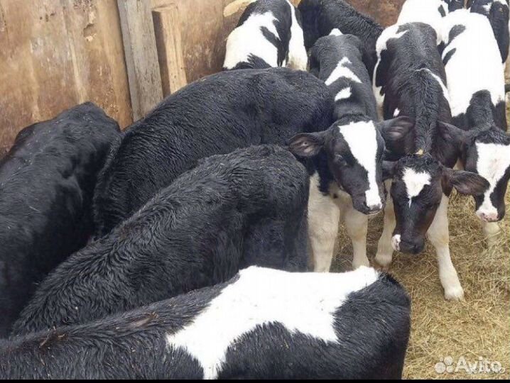 Телята бычки