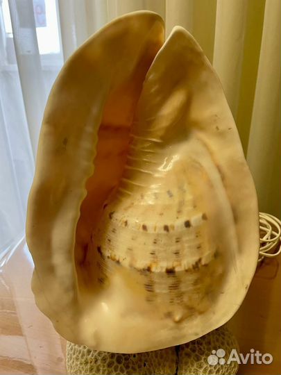 Большая океаническая ракушка