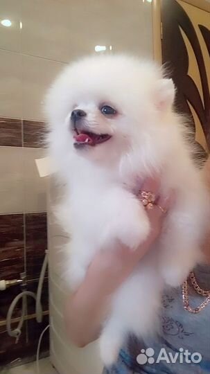 Померанский шпиц