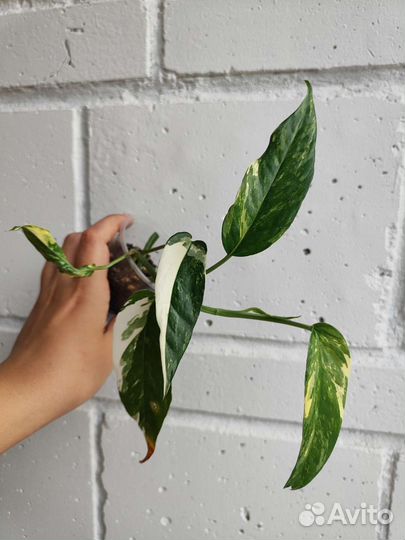 Эпипремнум пиннатум вайт, Сциндапсус Сноу Квин