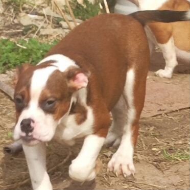 Английский бульдог, щенок