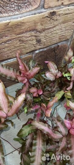 Птерис Albolineata Paint Pink 7/20