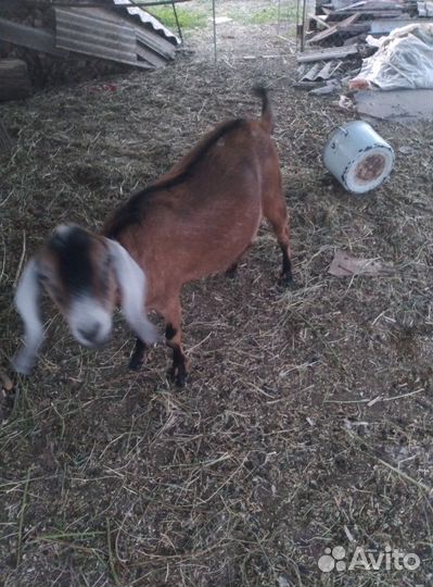 Козел нубийский на случку