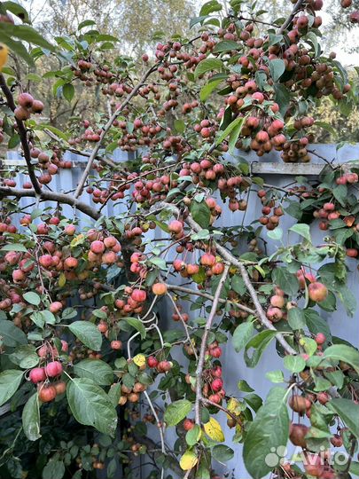 Райские яблочки на варенье