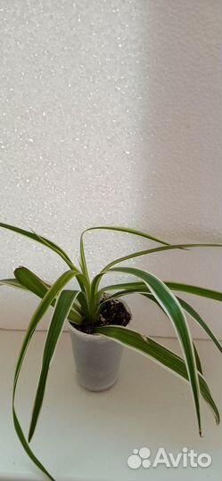 Хлорофитум Лаксум