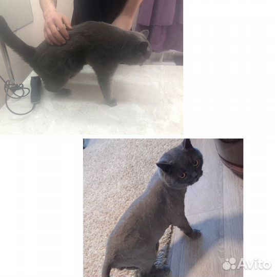 Грумер животных