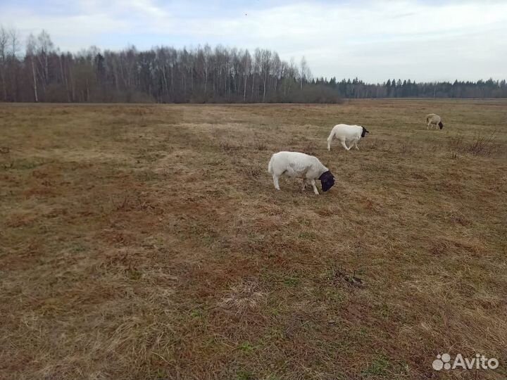 Овцы бараны дорпер