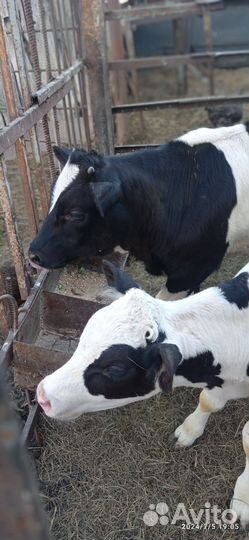 Телята бычки