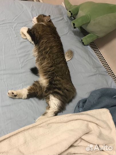 Передержка собак/кошек